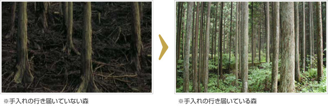 「手入れの行き届いていない森」「手入れの行き届いている森」比較イメージ